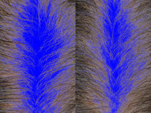 Hair Density Test - HAI30 46-8676 N-2905 Baseline, Day 21 PhGx